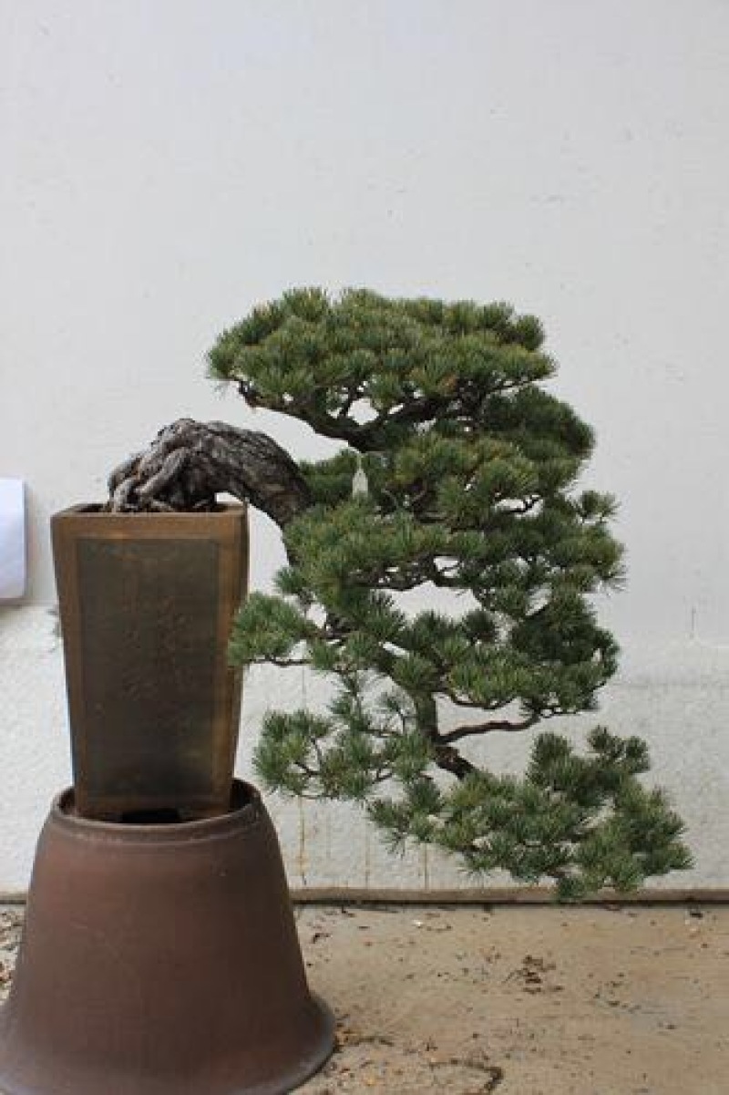 五针松盆景0.5~1m