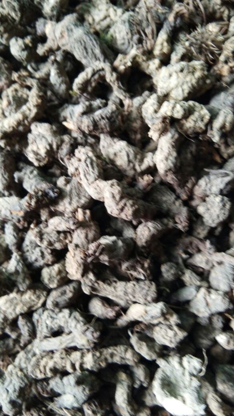 天葵子