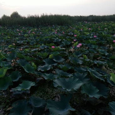 荷花30~40cm