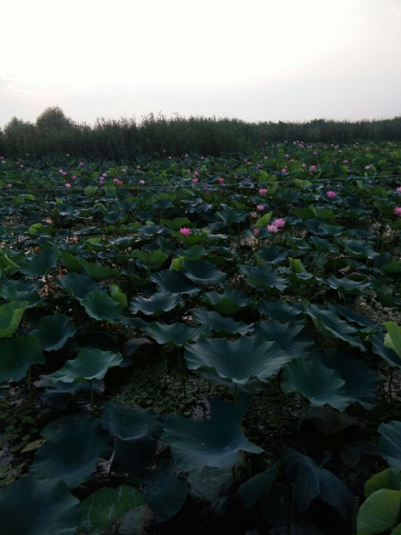 荷花30~40cm