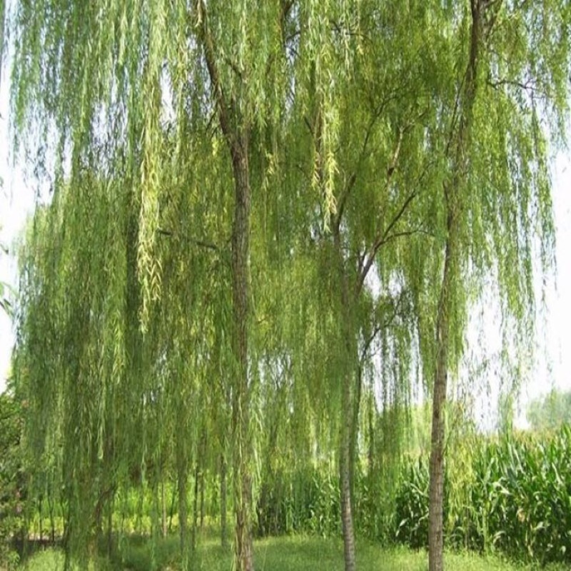 柳树6~8cm4cm以下2.5~3米