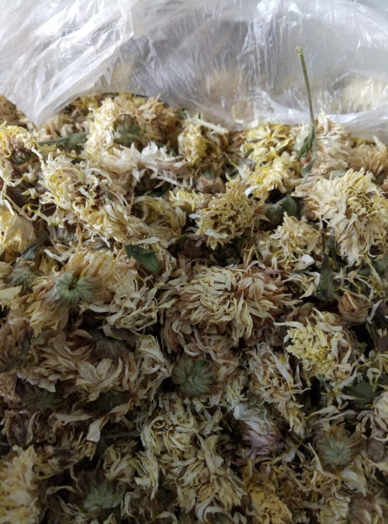 怀菊花散装