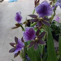 兰花紫香兰带盆栽好有股清香味大量批发