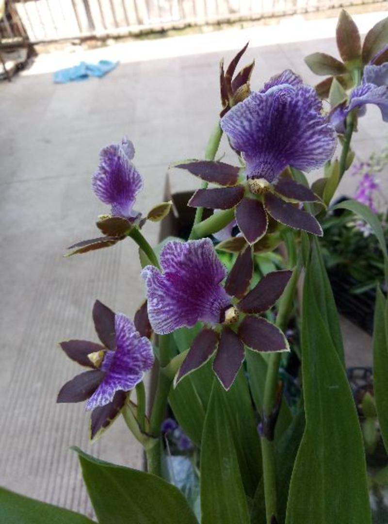 兰花紫香兰带盆栽好有股清香味大量批发
