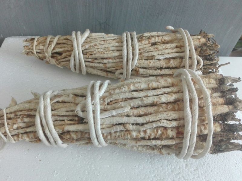 北沙参干刮皮统人工栽培
