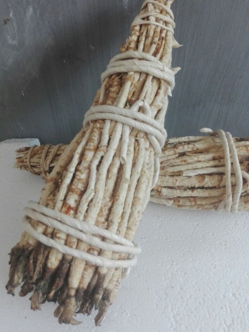 北沙参干刮皮统人工栽培