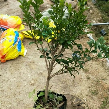 【推荐】米兰花，花开如米粒，自家基地种植，全国发货，基地直销