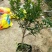 【推荐】米兰花，花开如米粒，自家基地种植，全国发货，基地直销