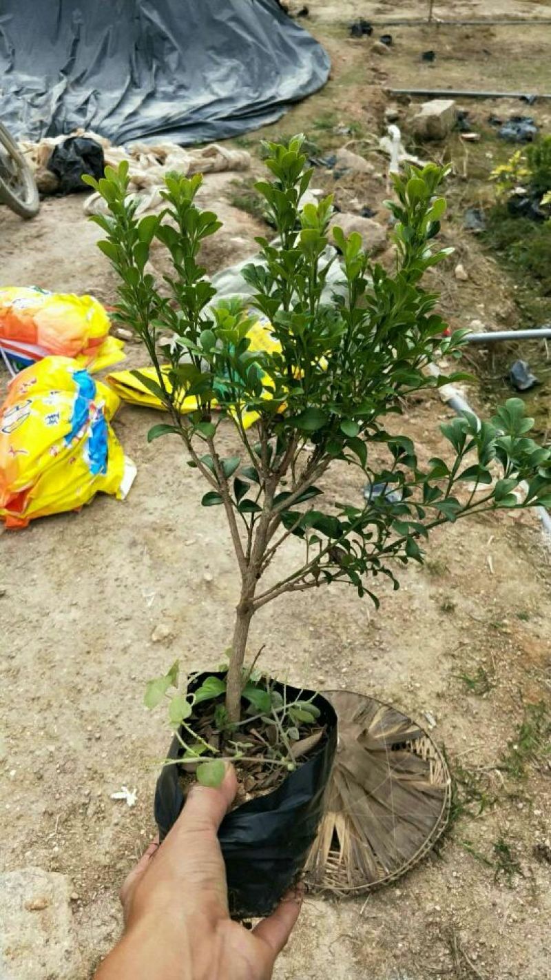 【推荐】米兰花，花开如米粒，自家基地种植，全国发货，基地直销