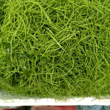 叶用甜菜花和叶都很好吃