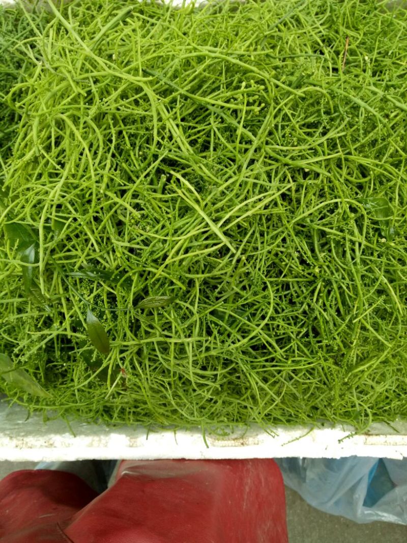 叶用甜菜花和叶都很好吃