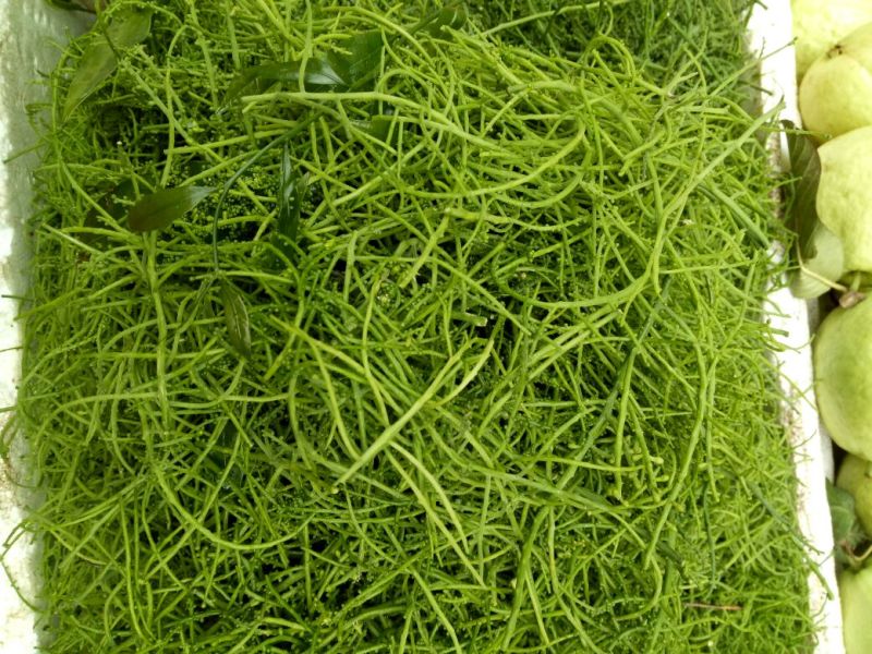 叶用甜菜花和叶都很好吃