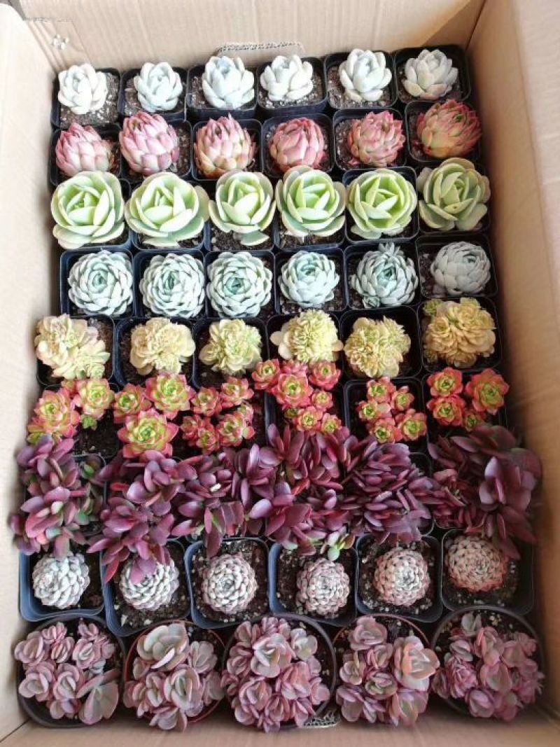 多肉植物含盆