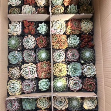 多肉植物含盆