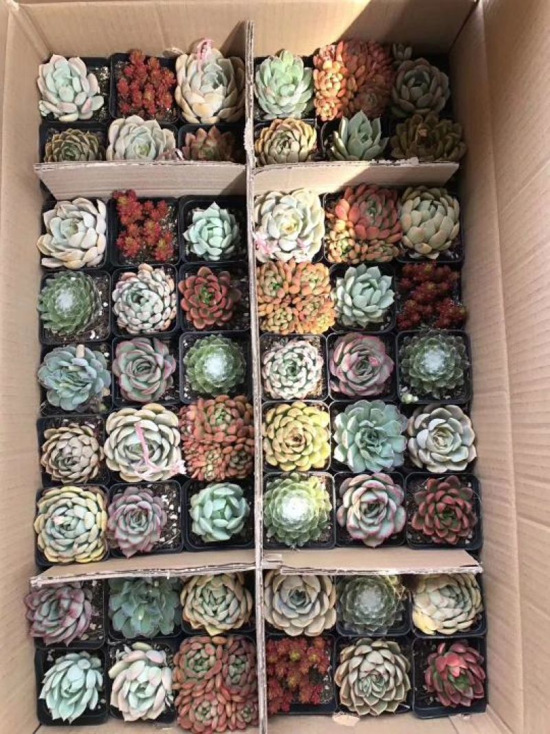 多肉植物含盆