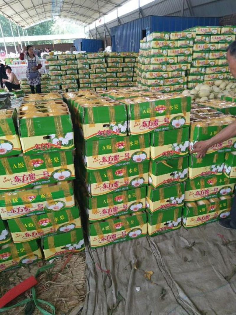 东方蜜1号甜瓜1.5斤以上精品产地大量供应