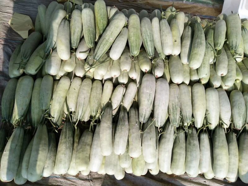 东方蜜1号甜瓜1.5斤以上精品产地大量供应