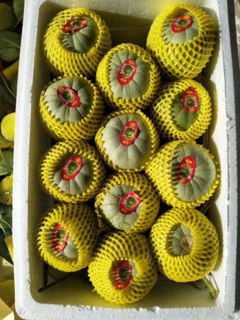 东方蜜1号甜瓜1.5斤以上精品产地大量供应