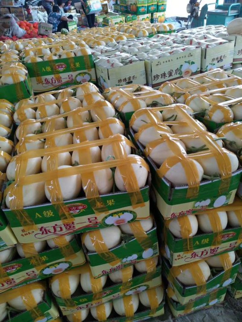 东方蜜1号甜瓜1.5斤以上精品产地大量供应