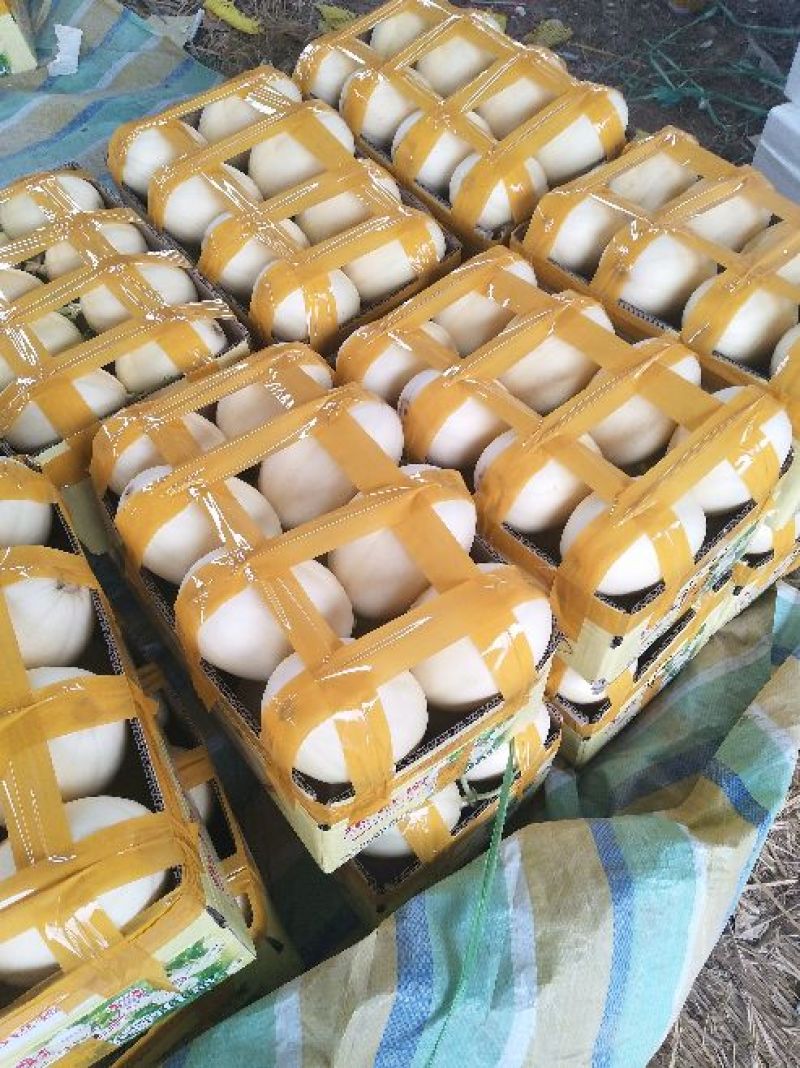 东方蜜1号甜瓜1.5斤以上精品产地大量供应