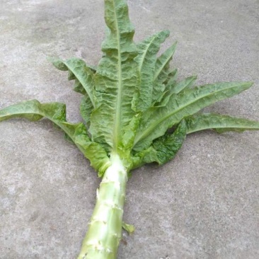 红尖叶香莴苣1~1.5斤40~50cm，万亩基地，一