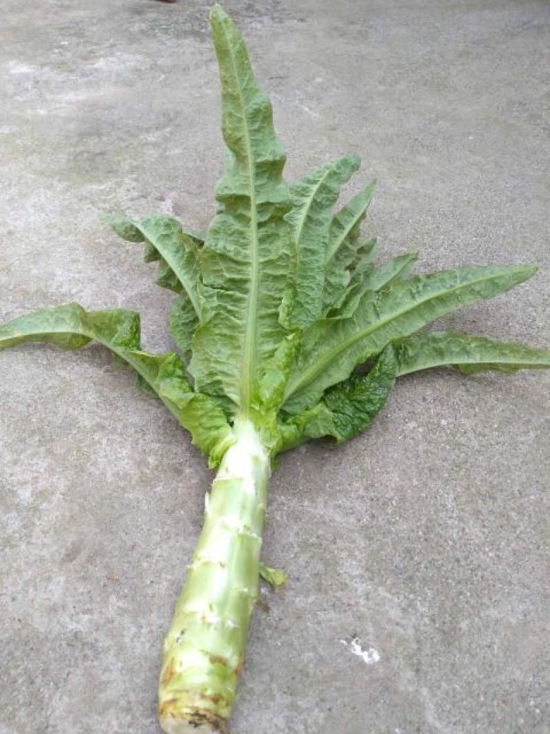 红尖叶香莴苣1~1.5斤40~50cm，万亩基地，一