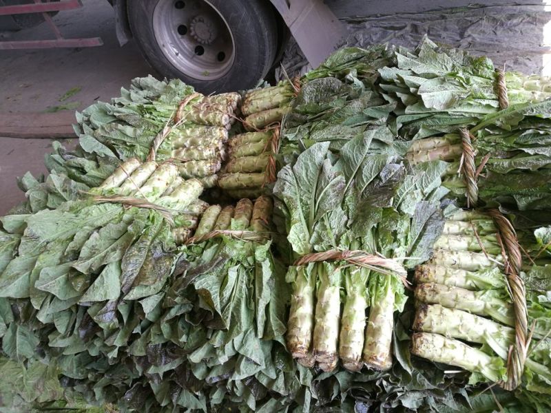 红尖叶香莴苣1~1.5斤40~50cm，万亩基地，一