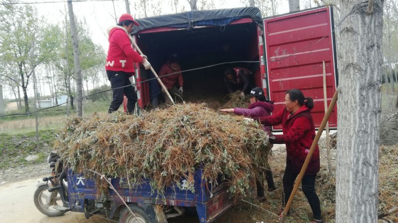 优质艾根，产自南阳，产地直供，量大从优，欢迎咨询采购