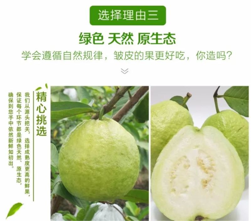 福建热带水果白心番石榴（芭乐）全部都是山上