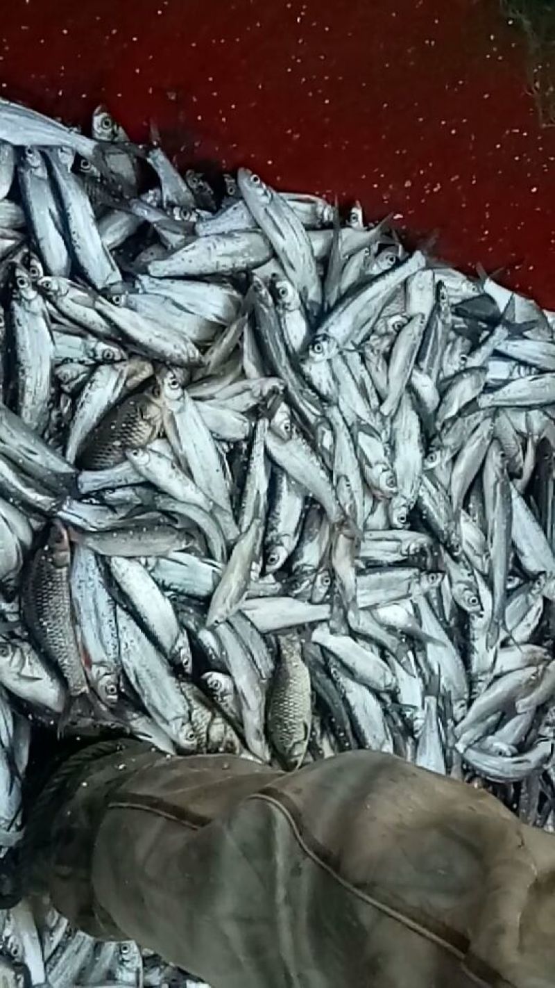 黄金鲫食用