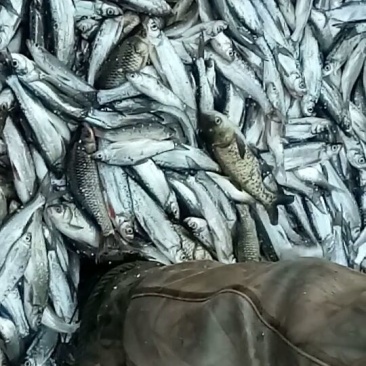 黄金鲫食用