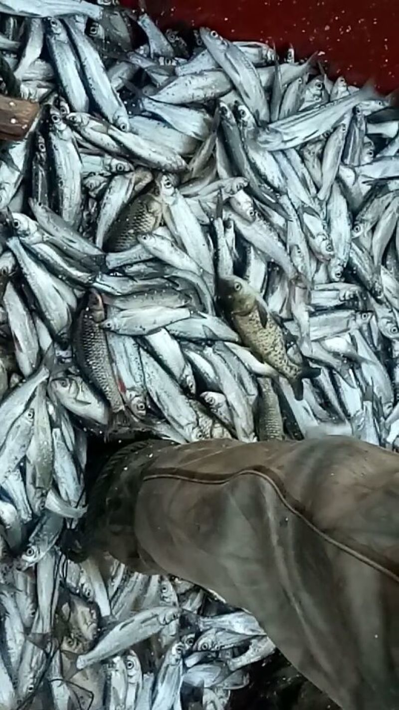 黄金鲫食用