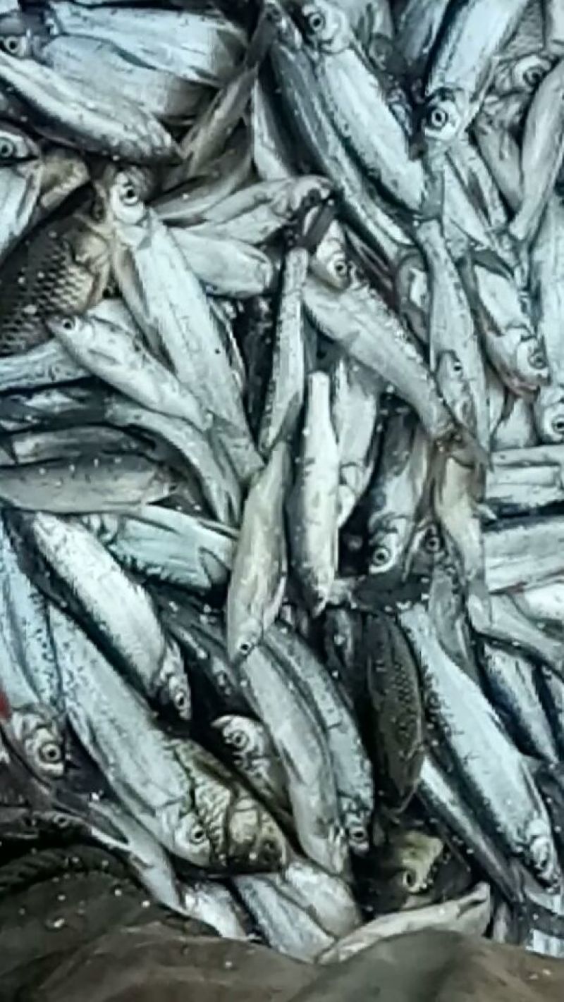 黄金鲫食用