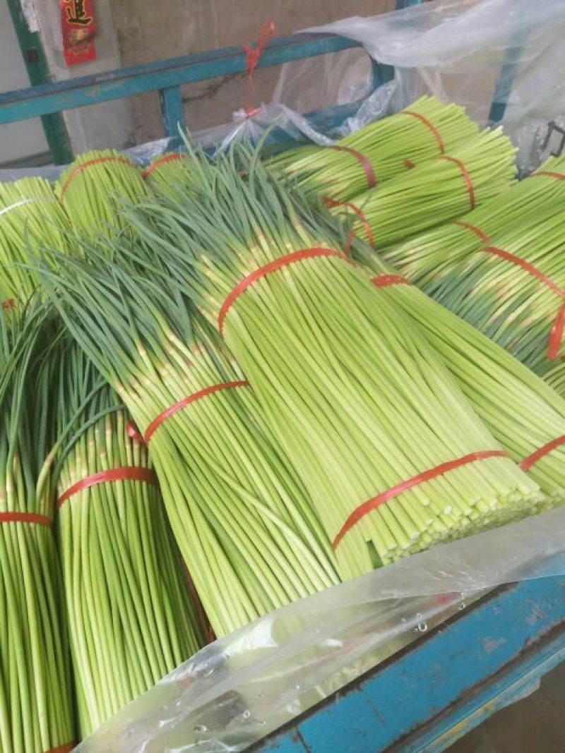 【商品推荐】红帽蒜薹！七尺长带红帽！支持加工！产地供货！