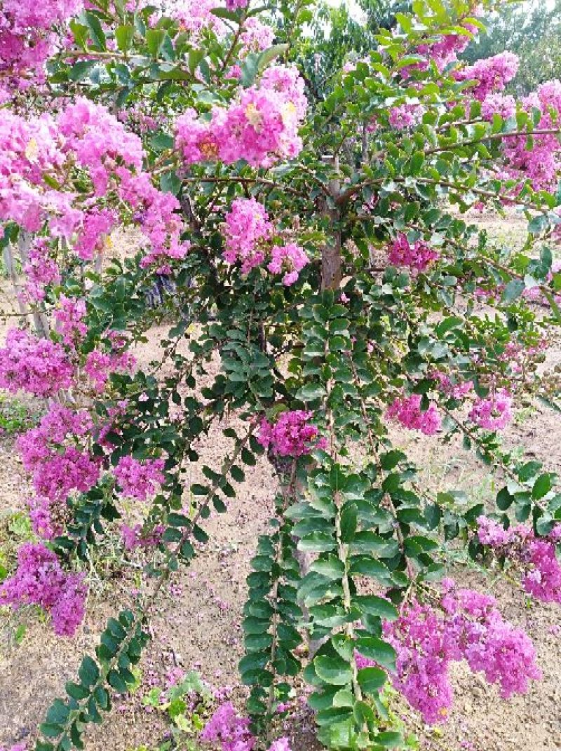 红花紫薇2cm以下1.5~2米1米以下
