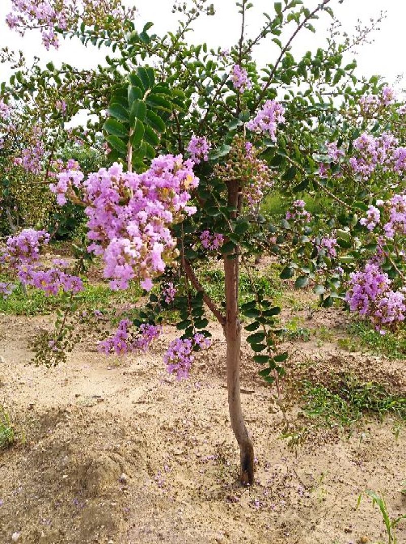 红花紫薇2cm以下1.5~2米1米以下