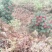 高山杜鹃10~12cm1.5~2米