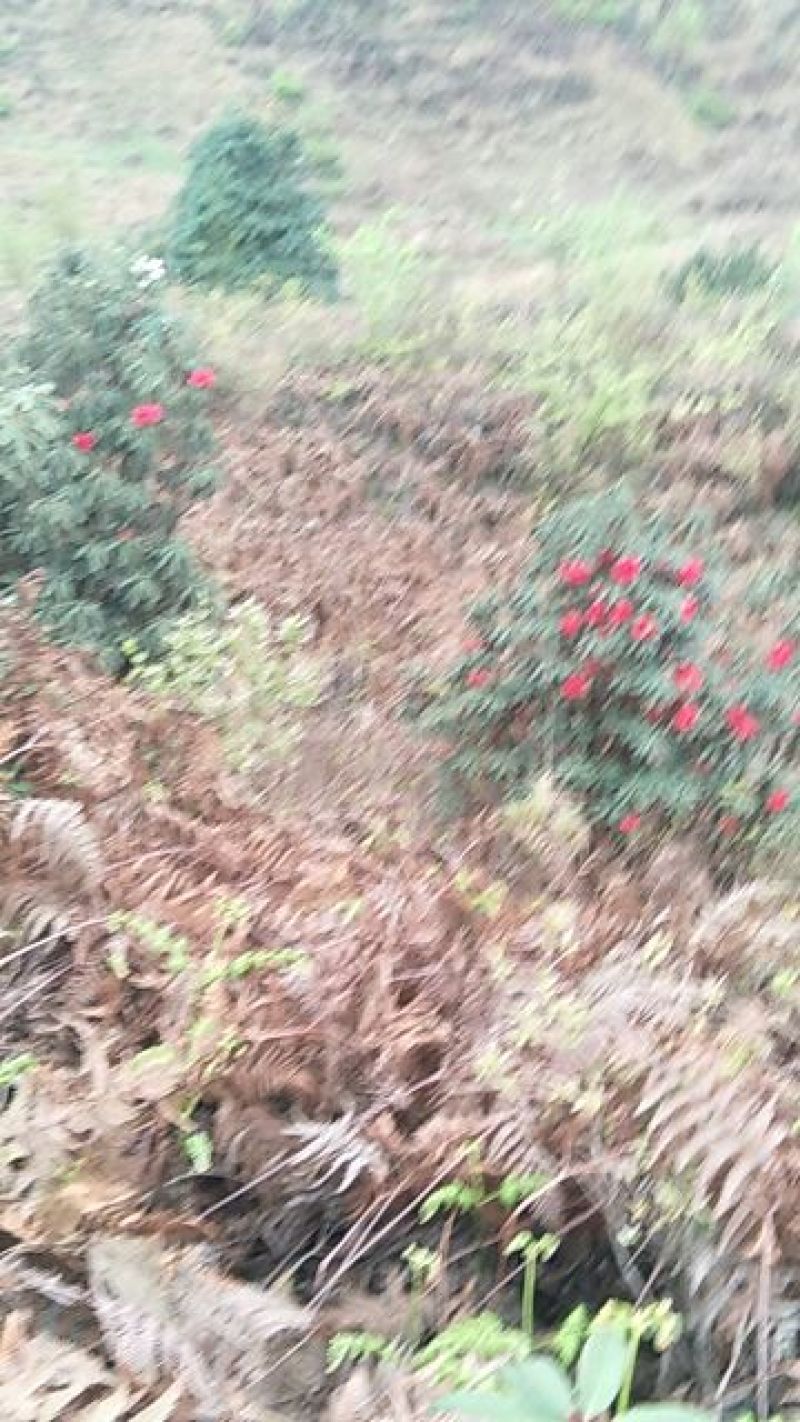高山杜鹃10~12cm1.5~2米