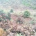 高山杜鹃10~12cm1.5~2米