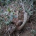 映山红树桩5~10cm