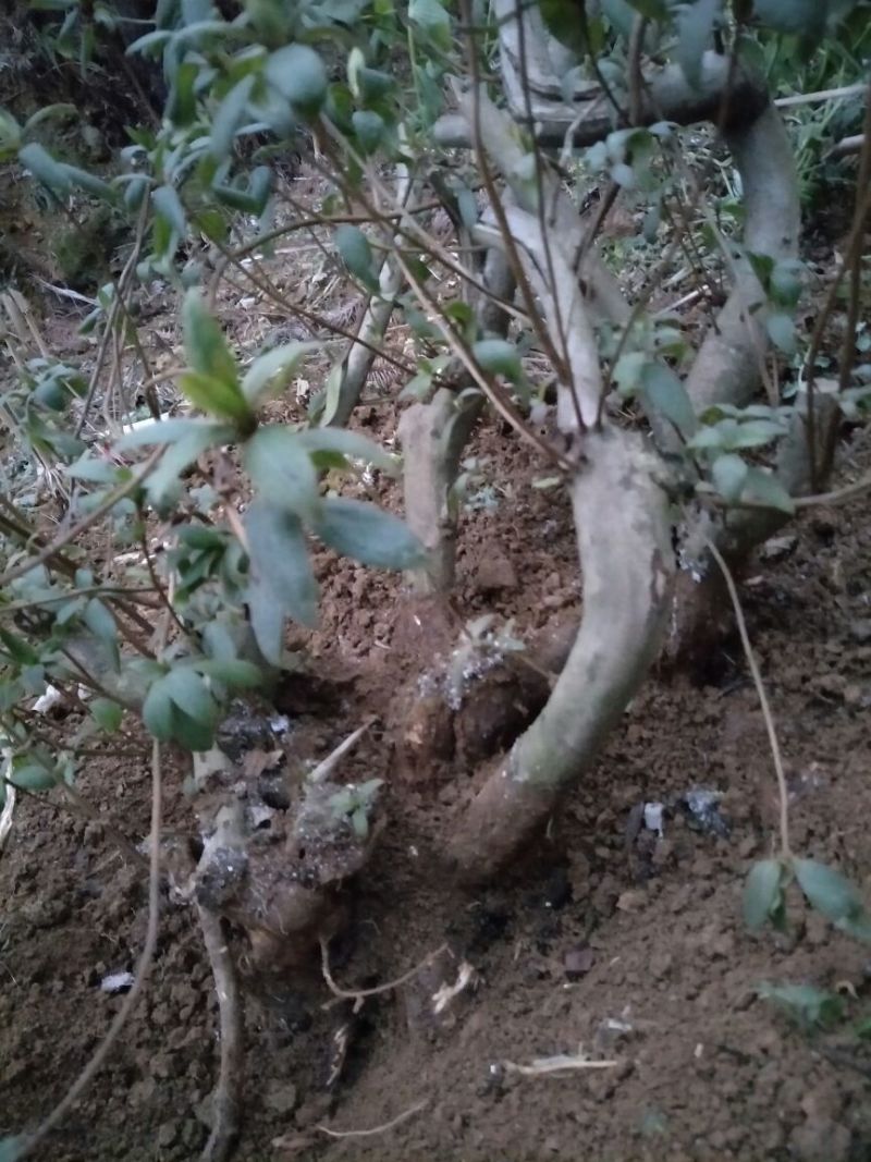 映山红树桩5~10cm