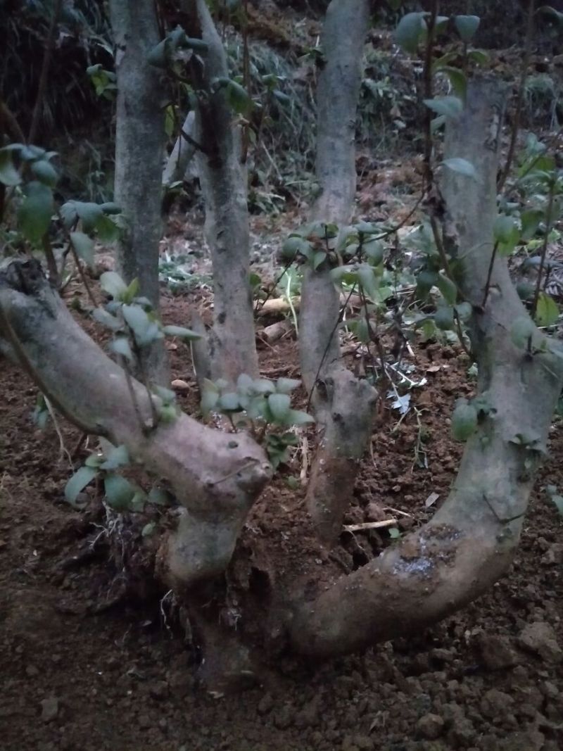 映山红树桩5~10cm