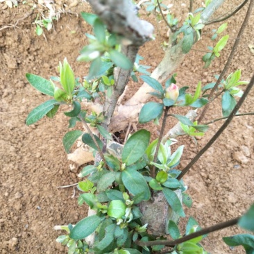映山红树桩5~10cm
