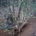 映山红树桩5~10cm