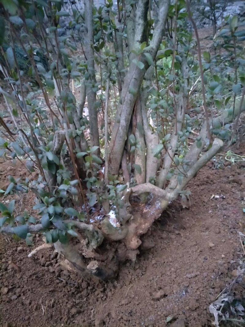 映山红树桩5~10cm