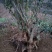 映山红树桩5~10cm