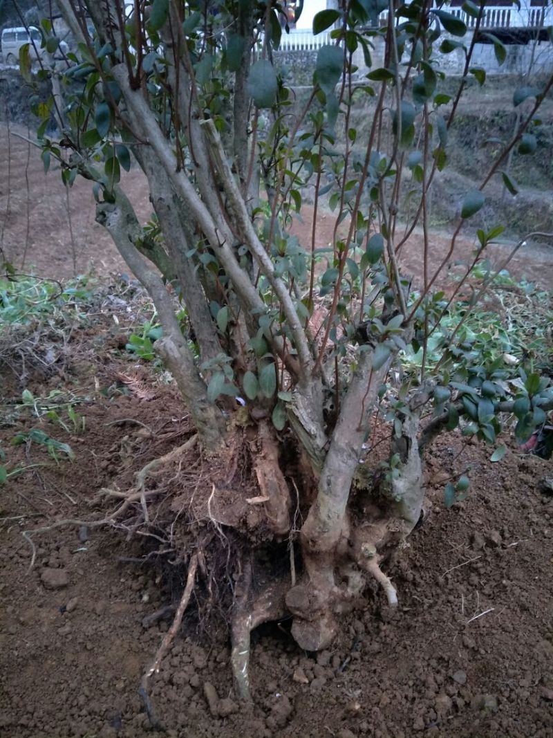 映山红树桩5~10cm