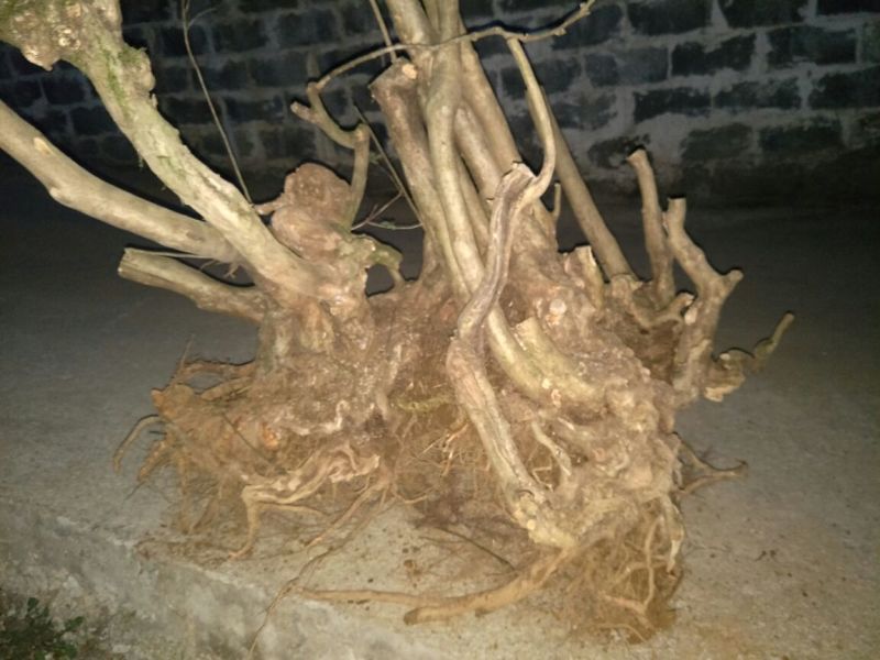 映山红树桩5~10cm
