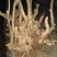 映山红树桩5~10cm