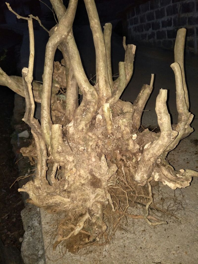映山红树桩5~10cm